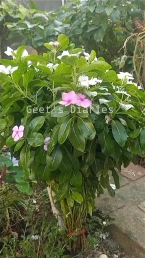 Vinca Power! 🌺 My SECRET to Non-Stop Blooms (Even YOU Can Do It!) #geetsdiaries