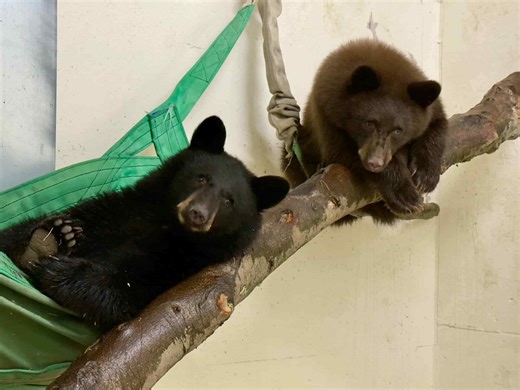 New Orphaned Bear Cubs Have a Fantastic New Home