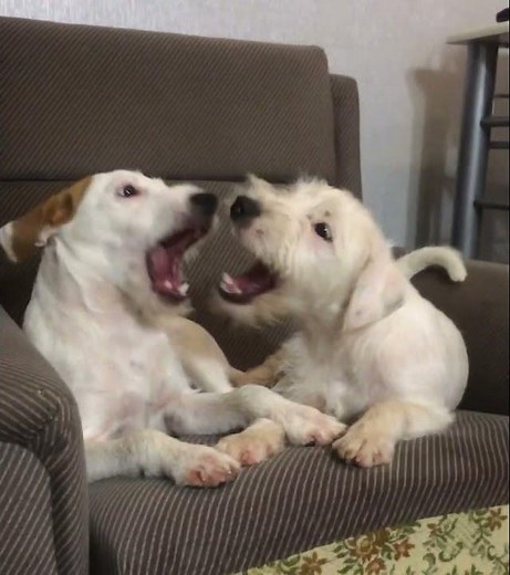 Parson Russell terrier puppies