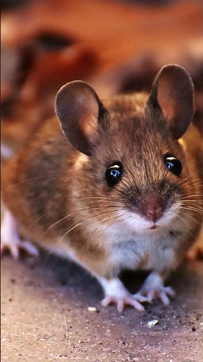 Rat squeak sound effect | Mouse Squeaking sounds #shorts