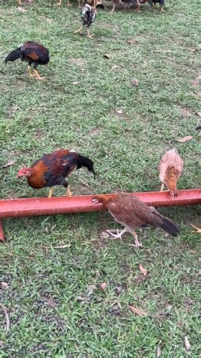 Ramon Bong Revilla, Jr. on Reels