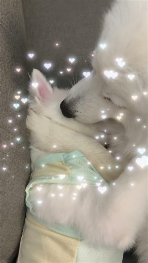 Dog love is pure ❤️ #cuteanimals #puppy #cute #Japanese Spitz