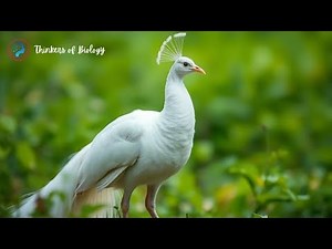 White Peacock: The Most Beautiful Bird Species
