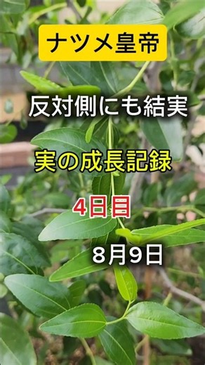 2026年8月9日ナツメ皇帝🌱実の成長記録4日目！反対側にも実を発見🤩次々に結実！
