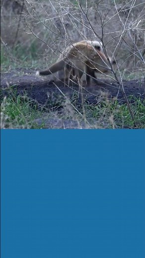 Nature's Cutest: Adorable Red Fox Pups Play Fighting