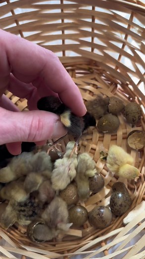 I had 15 little buttons hatch yesterday, which means get ready for the mini stampede tomorrow 🤣. My largest stampede was 13 I believe, so this is the largest one yet! I seem to be gradually increasing it each time 😅. Not sure if they’ll all follow me but we’ll see 🤞🏻 #fyp #foryoupage #cuteanimals #cute #quail