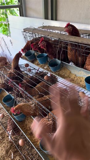 Panduan Awal Ternak Ayam Petelur untuk Pemula