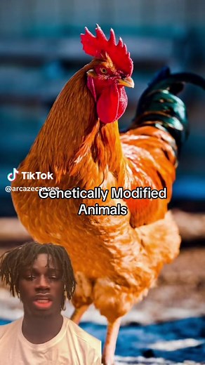 Genetically Modified Animals 🐓🐶🐀❌🤦🏾‍♂️ ##greenscreen##fyp##foryou##gmo##animals##spiritual##spirituality##woke##woketok##xyzbca