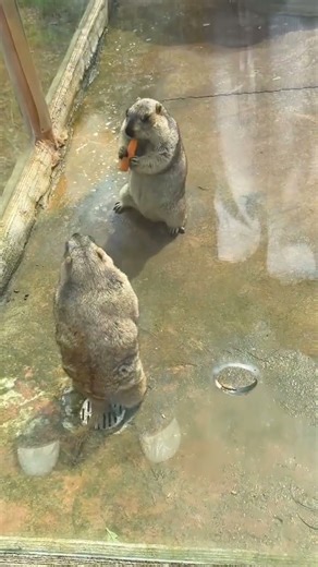 Feeding squirrel in zoo #animals #squirrel