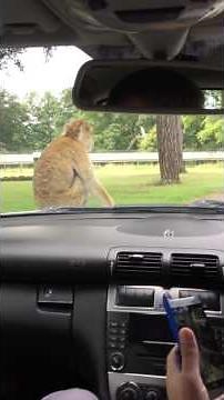 Very rude monkey playing with himself at Woburn Safari park