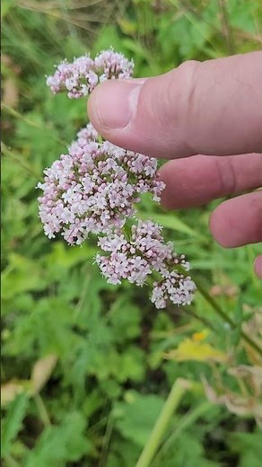 La Valériane : Une Plante Réputée pour Calmer les Nerfs !