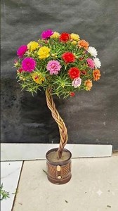 Cutting Se unique mossrose diy 🌿🌹। #MossRoseDIY #portulaca #shorts #viral