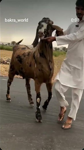 "Massive Brown Goat | Tall & Heavy Breed | Ultimate Livestock Beauty!