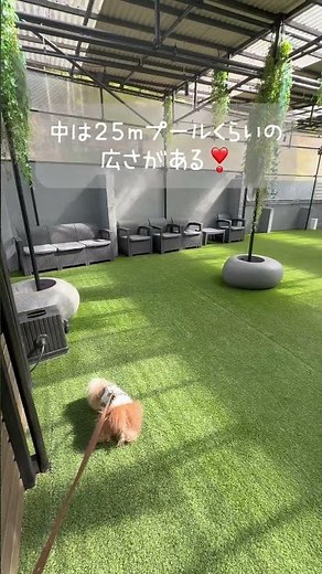 【ドッグラン付き犬宿】無料ボールで遊んでみた結果… #犬ドッグラン#犬連れ旅行#犬と泊まれるホテル#ドッグラン付きホテル#犬宿#犬好き#dogrun#doghotel #犬とおねえさん