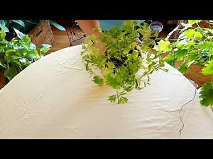 Grow Sensitive Plant (Mimosa pudica) Indoors
