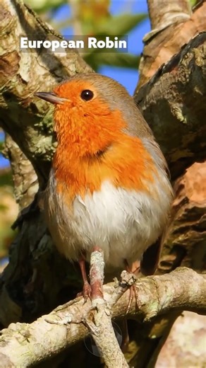 Springtime Song from a European Robin #wildlife