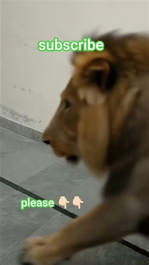 miya miya miya miya miya bhai song line awake