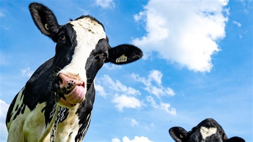 Is Trump right about Canada charging 250% dairy tariffs? | About That