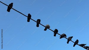 Scene of a flock of pigeons sitting on top of the electrical cable. Look-up view shot.