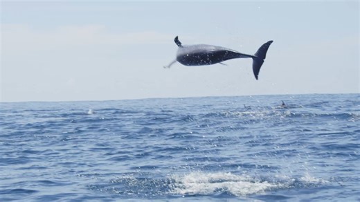 10K views · 219 reactions | Jump for joy - it's National Dolphin Day! Spinner dolphins can breach the water and spin up to seven times in the air. Learn more: https://oceana.ly/3TJKOI3 | Oceana | Facebook