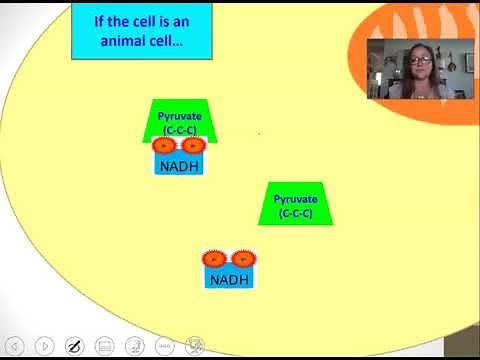 Anaerobic Respiration AP biology 3.6