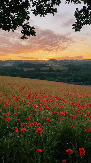 Sunrise Over the Poppy Field