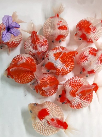 Ikan Koki Mutiara: Lucu dan Gemoy!