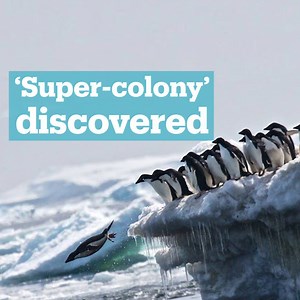 19K views · 240 reactions | NASA images of guano taken from space led scientists to discover 1.5 million penguins in a remote part of Antarctica. | TRT World | Facebook