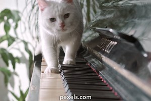 Cat Videos Videos, Download The BEST Free 4k Stock Video Footage & Cat Videos HD Video Clips