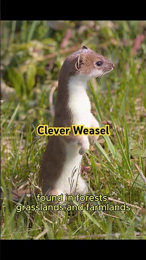 The Clever and Fearless Weasel | Fastest Little Hunter