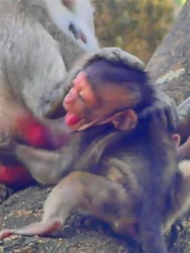 NO NO NO don't drop Baby on the tree #monkey #viral #baby #trend #tixtok