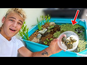 WORLDS smallest DIY BACKYARD TURTLE POOL POND!!!