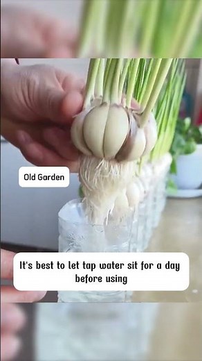 Instructions on how to grow hydroponic garlic sprouts in bottles #plants #growingtips #planting