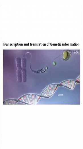 Gene Expression Explained Transcription&Translation NEET 2026 Biology#neet2026#neet#neetmotivation