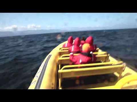 Whale Watching From Victoria - British Columbia, Canada