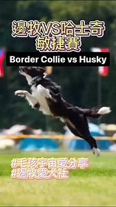 Great photography 💯 Border collie vs Husky | Lover's Of Border Collie