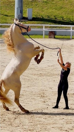 Drum Horse, mini horse and Andalusian. Equiros 26 Breed Parade