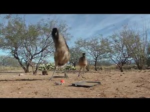 ► Deux émeus et une autruche qui dansent avec une peluche électrique !