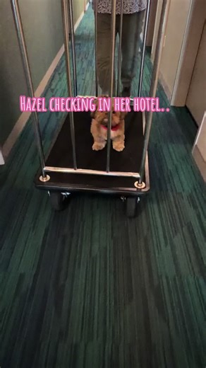 #shihtzu #dogsoftiktok #dogmom #fypシ #fyp @Chewy @PetSmart @Petco @Pup-Peroni @Milk-Bone @WHIMZEES by Wellness @GREENIESbrand @Amazon Pets @Freshpet @Blue Buffalo @Nutrish @Pedigree @PURINA @Benebone @Nylabone @hilton @Hilton Pets @Vogue @Spot Pet Insurance @TikTok @instagram @Kong Dog @Dr. Dre