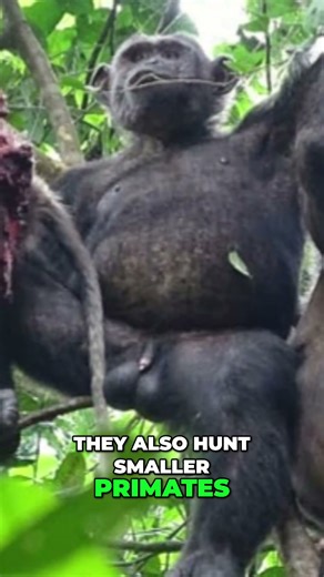 Chimpanzees: Hunting Primates & Using Tools #shorts