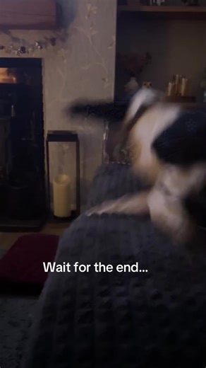 Mad hour has commenced… #sprocker #sprockerspaniel #springer #springerspaniel #dog