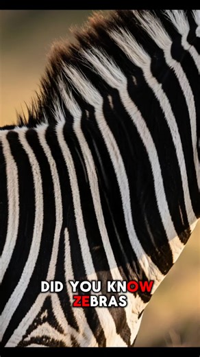 Incredible Facts About Zebras You Didn't Know