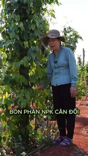 Don't Kill Your Plants with Fertilizer! How to Apply NPK Safely During the Dry Season
