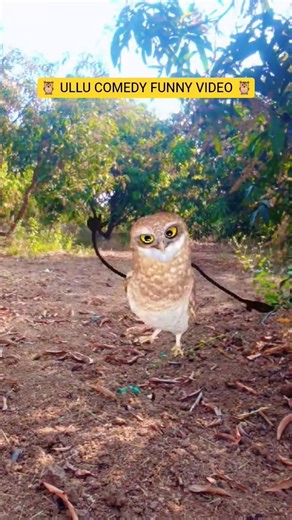 🦉 ULLU COMEDY FUNNY VIDEO 🦉#comedy #funny