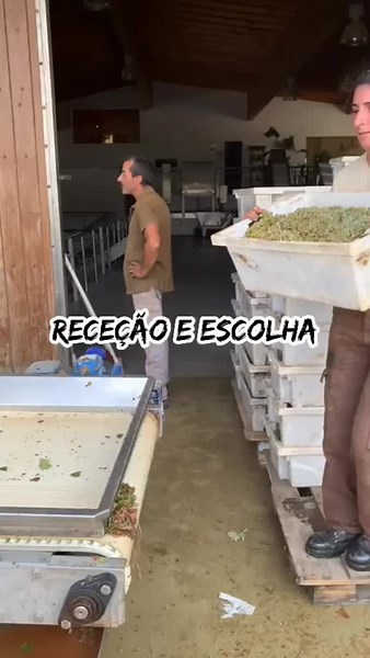 Depois de serem colhidas, as uvas são transportadas até à adega, no menor espaço de tempo possível, para que não comecem a fermentar sem o controlo do enólogo.De modo a termos um produto final com a maior qualidade possível, as uvas, colhidas para pequenas caixas, são viradas para o tapete de seleção e retiradas folhas,e cachos de pior qualidade.Aqui começa um longo trabalho 💪#vindima #vindima2022 #grapes #uvas #selecao #controlodequalidade #vinho #selection #harvest #decoixaoacova