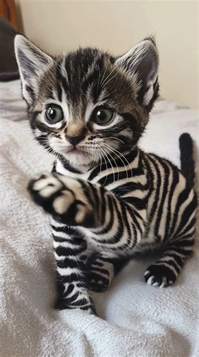 Biggest kitten ZEBRA?! 🦓🤯 Rarest ever! #Shorts #shortsfeed #cat