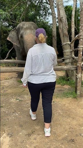 The Secret Life of Asian Elephants | Why These Gentle Giants Are the Heart of Our Ecosystem