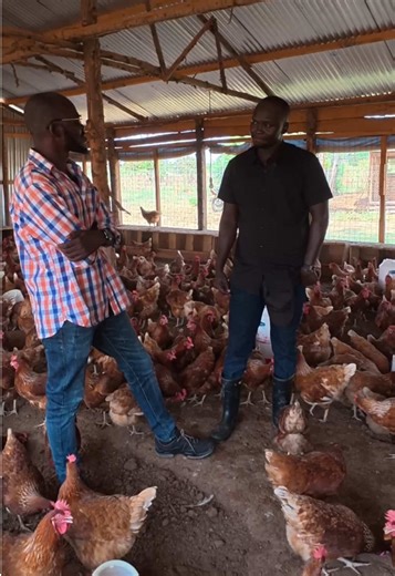 Choosing Between Broilers and Layers in Poultry Farming