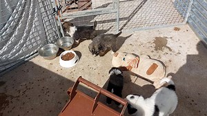 Dog Rescue Greece on Reels