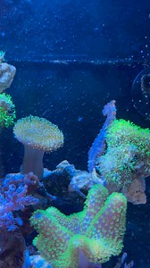 Looking for a challenging and elegant pet? ✨ Meet Hippocampus erectus - a lovely mild mannered Seahorse who takes very well to aquarium life🤩and even devours frozen🧊food!!🦐😮‍💨 #houseoffinsgreenwich #homeaquarium #aquarium #aquariums #aquariumhobby #aquariumfish #aquariumshop #saltwateraquarium #saltwater #saltwatertank #saltwatertanks #fish #fishphotography #fishpics #seahorses #seahorsesofinstagram #seahorsesforever #seahorse #hippocampuserectus | House of Fins